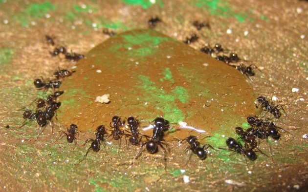 Mbarbarus 14.jpg (424.06 KiB) Osservato 58526 volte Mbarbarus 14.jpg