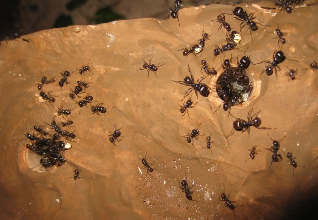 Mbarbarus 02.jpg (415.82 KiB) Osservato 58595 volte Mbarbarus 02.jpg