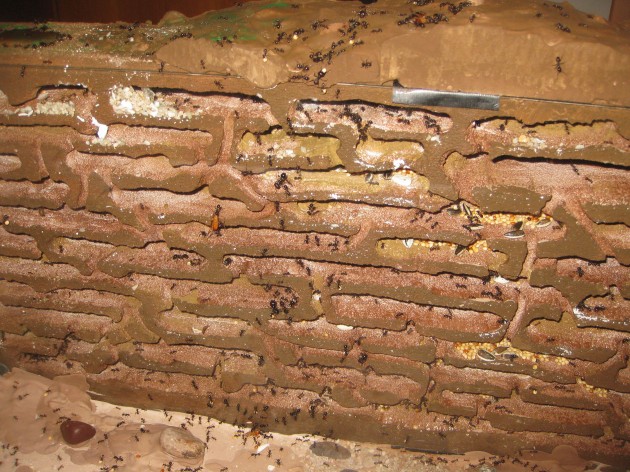 Mbarbarus 04.jpg (753.9 KiB) Osservato 58595 volte Mbarbarus 04.jpg