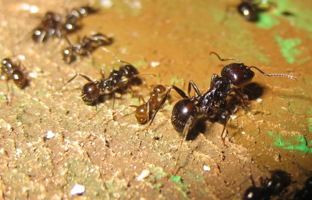 Mbarbarus 15.jpg (385.8 KiB) Osservato 58595 volte Mbarbarus 15.jpg