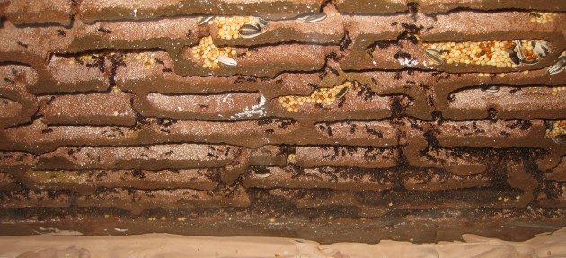 Mbarbarus 12.jpg (478.09 KiB) Osservato 59817 volte Mbarbarus 12.jpg