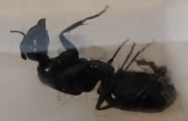 regina camponotus vagus.jpg