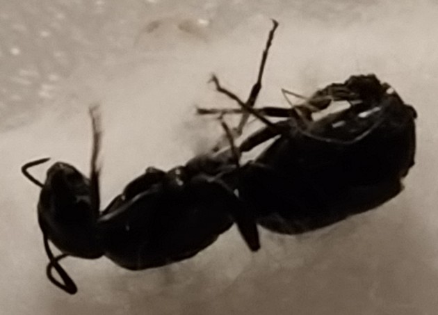 formica resina 1.jpg
