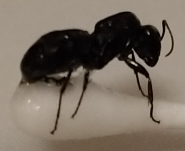 formica resina 2.jpg