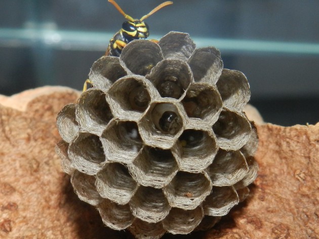 RSCN2396.JPG