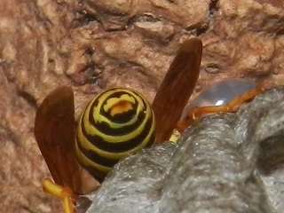 RSCN2397.JPG