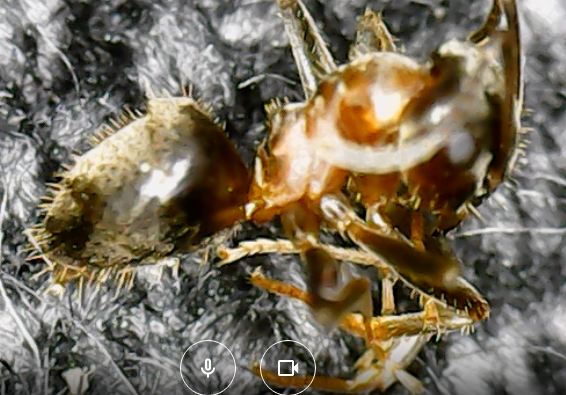 lasius1_cut-photo.ru.png