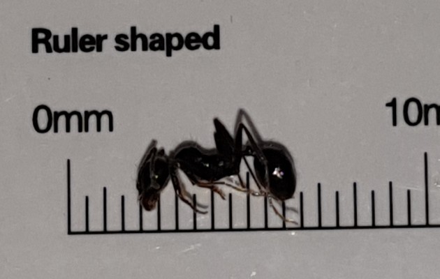 ruotata ridimensionata.jpg
