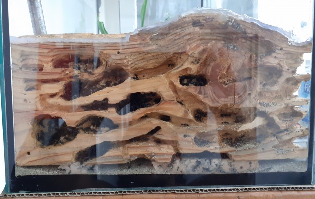 nido di pino x formicarium.jpg