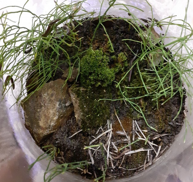 cambriano x formicarium.jpg