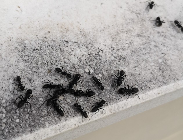 camponotus.jpg