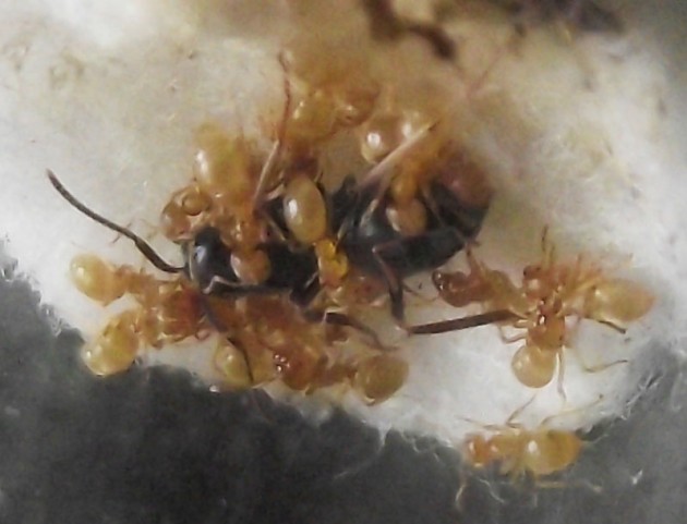 DSCF3815.JPG