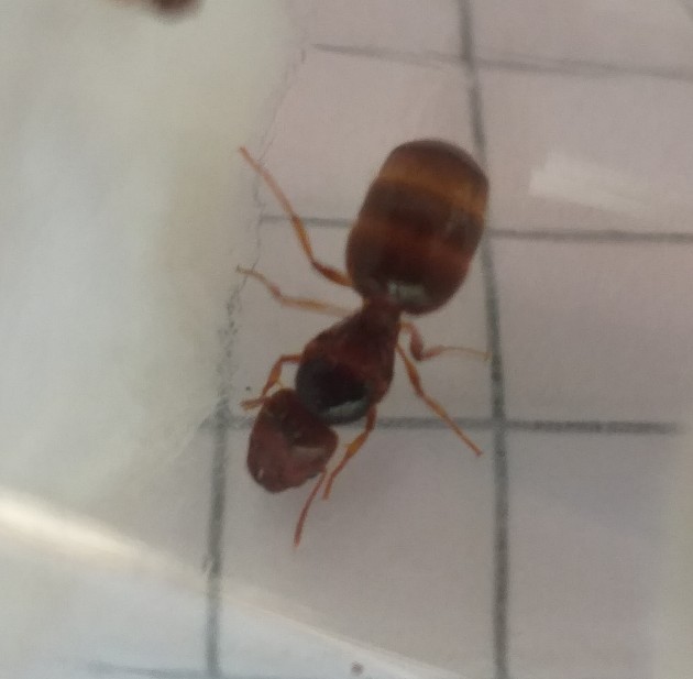 regina_pheidole_1.jpg