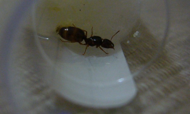 Formica1.jpg