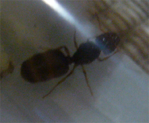 Formica3.jpg