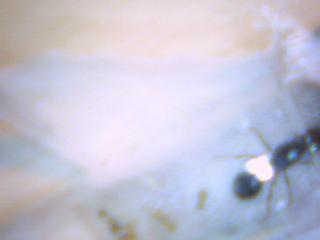 Immagi 005.jpg