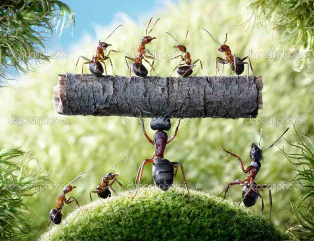 depositphotos_7439059-Mighty-ant-Camponotus-Herculeanus-and-ants-Formica-Rufa.jpeg