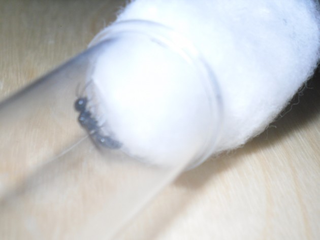 SDC12506.JPG