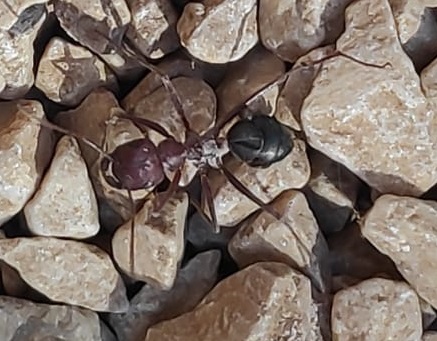 formica.jpg