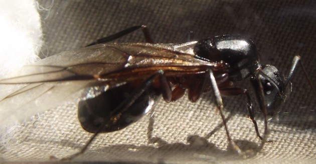 DSCF5596.JPG