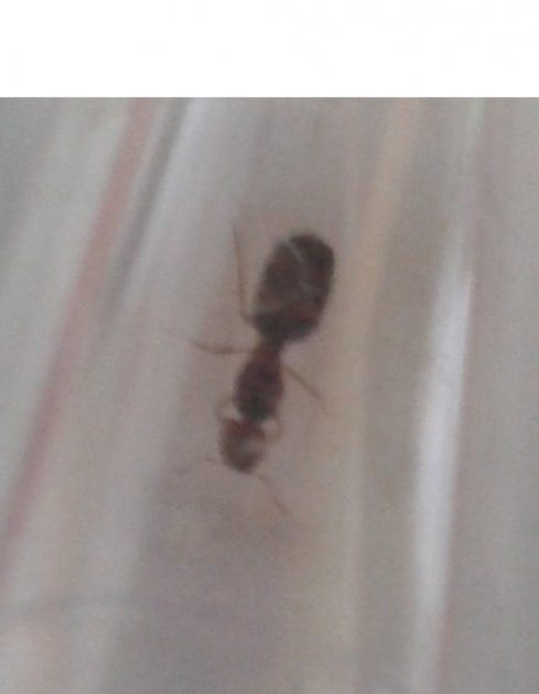 pheidole pallidula 2.png