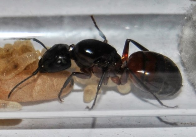 camponotus_ligniperda.jpg
