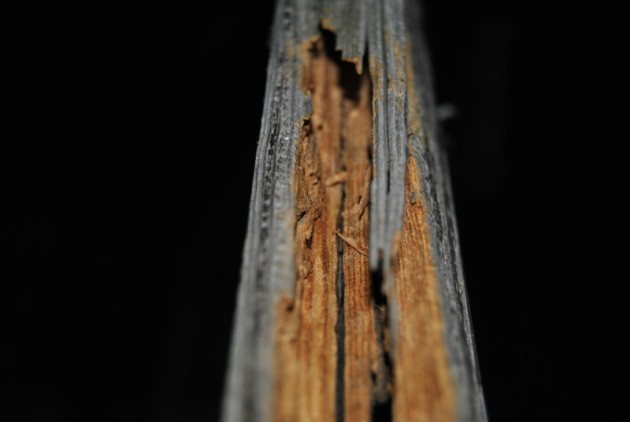 DSC_0096.JPG