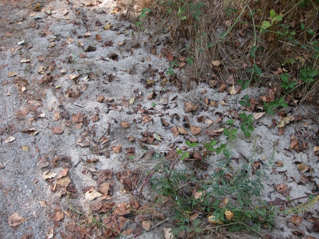 Nido F. cinerea.jpg (1.06 MiB) Osservato 29158 volte Nido F. cinerea.jpg