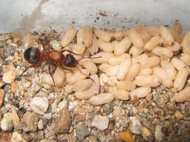 F. sanguinea Legnone 1.jpg (295.16 KiB) Osservato 29158 volte F. sanguinea Legnone 1.jpg