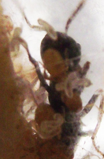 DSCF4065.JPG
