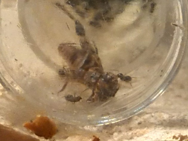 immagini cellulare 001.jpg