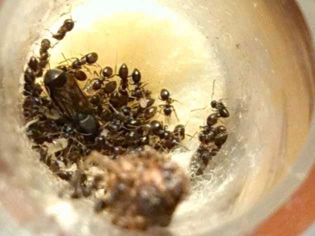 immagini cellulare 002.jpg