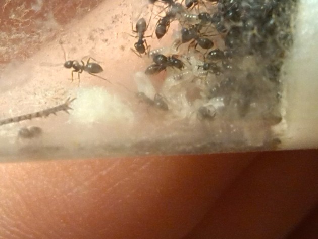 immagini cellulare 004.jpg