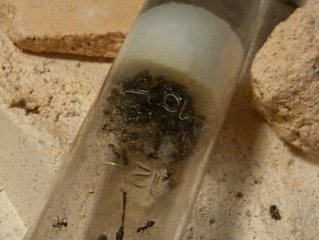 immagini cellulare 005.jpg