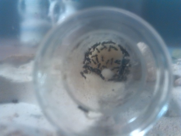 immagini cellulare 002.jpg