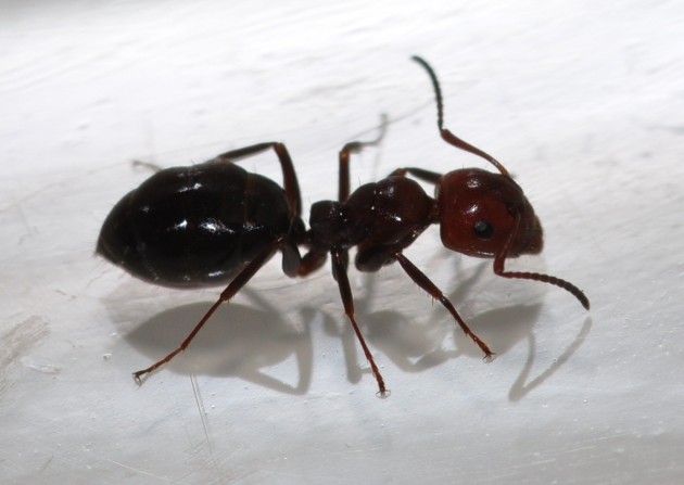 formica5.jpg