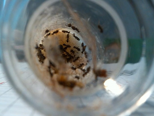 immagini cellulare 170.jpg