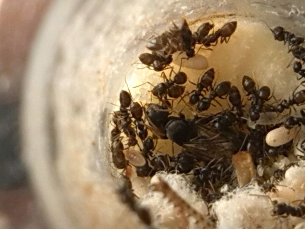 immagini cellulare 176.jpg