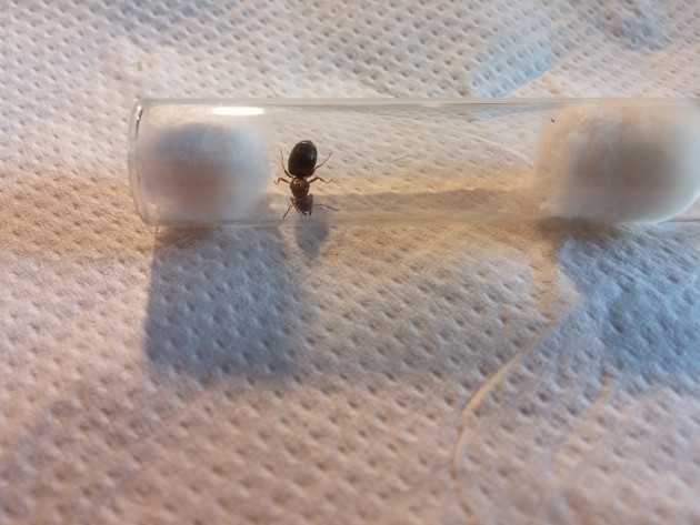 Lasius Sp1.jpg