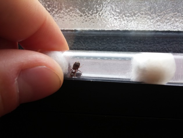 Lasius Sp3.jpg