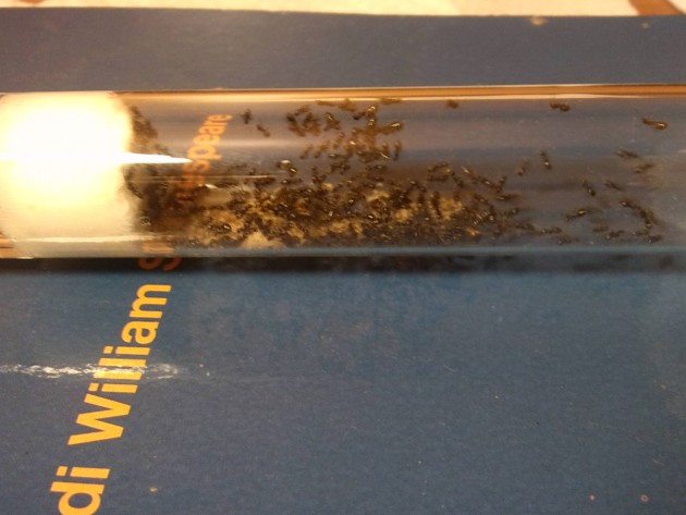 immagini cellulare 242.jpg