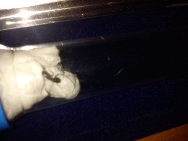 IMG_20140719_110059.jpg (80.15 KiB) Osservato 1946 volte IMG_20140719_110059.jpg