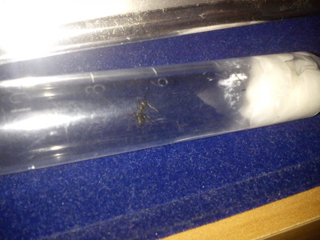 IMG_20140719_112235.jpg (175.68 KiB) Osservato 1941 volte IMG_20140719_112235.jpg