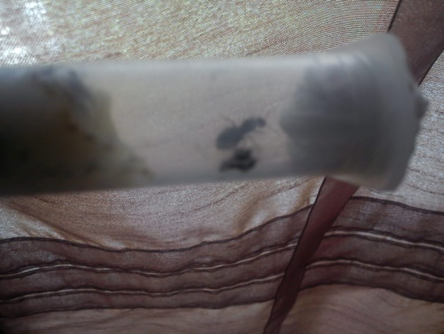 IMG_20140723_134146.jpg (163.45 KiB) Osservato 2365 volte IMG_20140723_134146.jpg