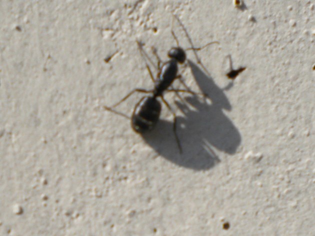 RSCN2784.JPG