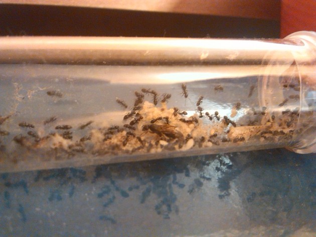 immagini cellulare 256.jpg