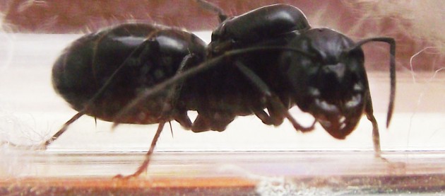 DSCF6530.JPG