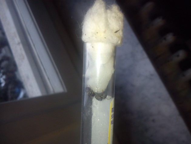 IMG_20140910_163137.jpg (341.59 KiB) Osservato 3424 volte IMG_20140910_163137.jpg