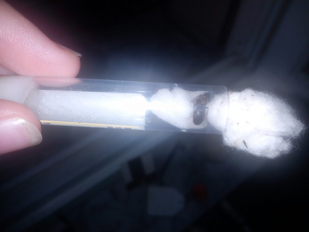 IMG_20140910_195553.jpg (332.79 KiB) Osservato 3395 volte IMG_20140910_195553.jpg