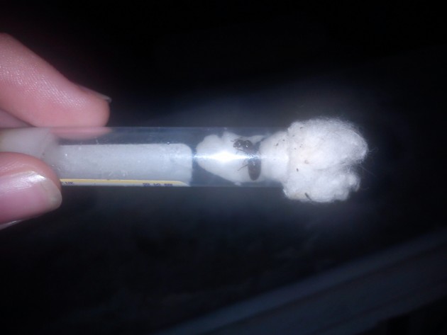 IMG_20140910_195645.jpg (284.09 KiB) Osservato 3394 volte IMG_20140910_195645.jpg